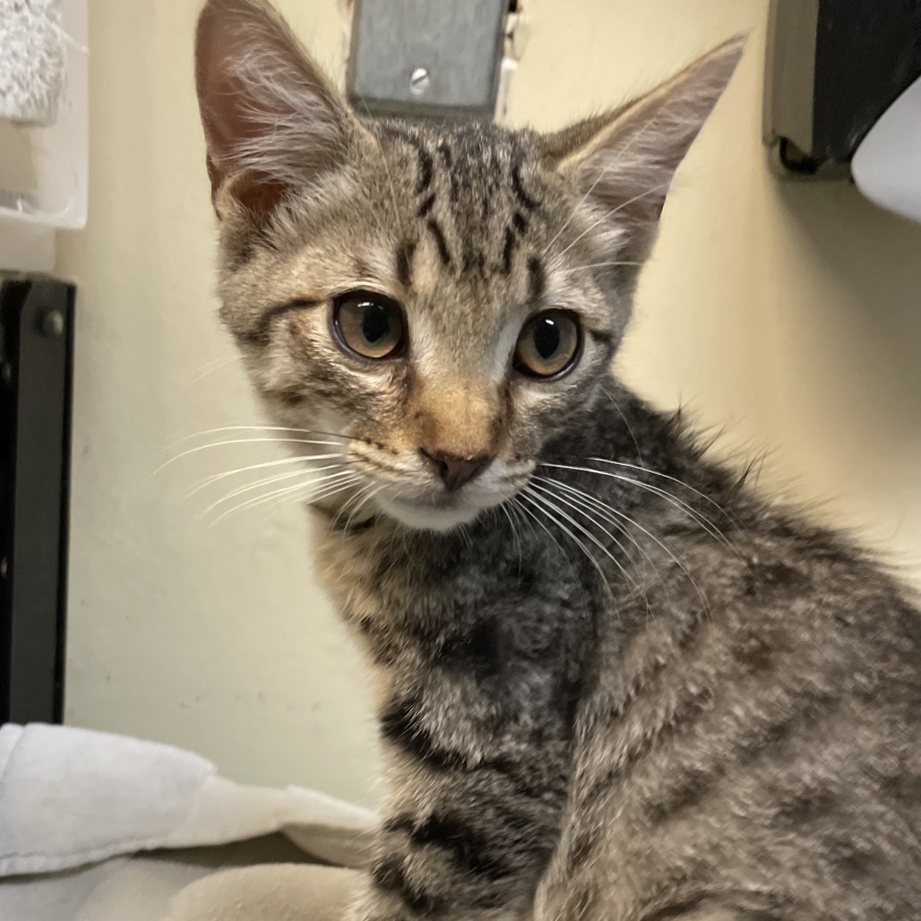 Shelter Stray Male Cat last seen , 361 S Raymond Ave, Pasadena, CA 91105, USA