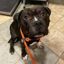 Shelter Stray Male Dog last seen , 4500 N Access Rd, Chattanooga, TN 37415, USA
