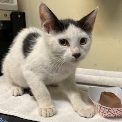 Shelter Stray Male Cat last seen , 361 S Raymond Ave, Pasadena, CA 91105, USA