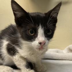 Shelter Stray Male Cat last seen , 361 S Raymond Ave, Pasadena, CA 91105, USA