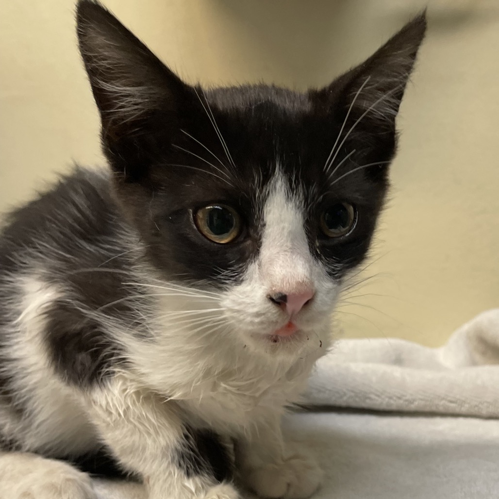 Shelter Stray Male Cat last seen , 361 S Raymond Ave, Pasadena, CA 91105, USA