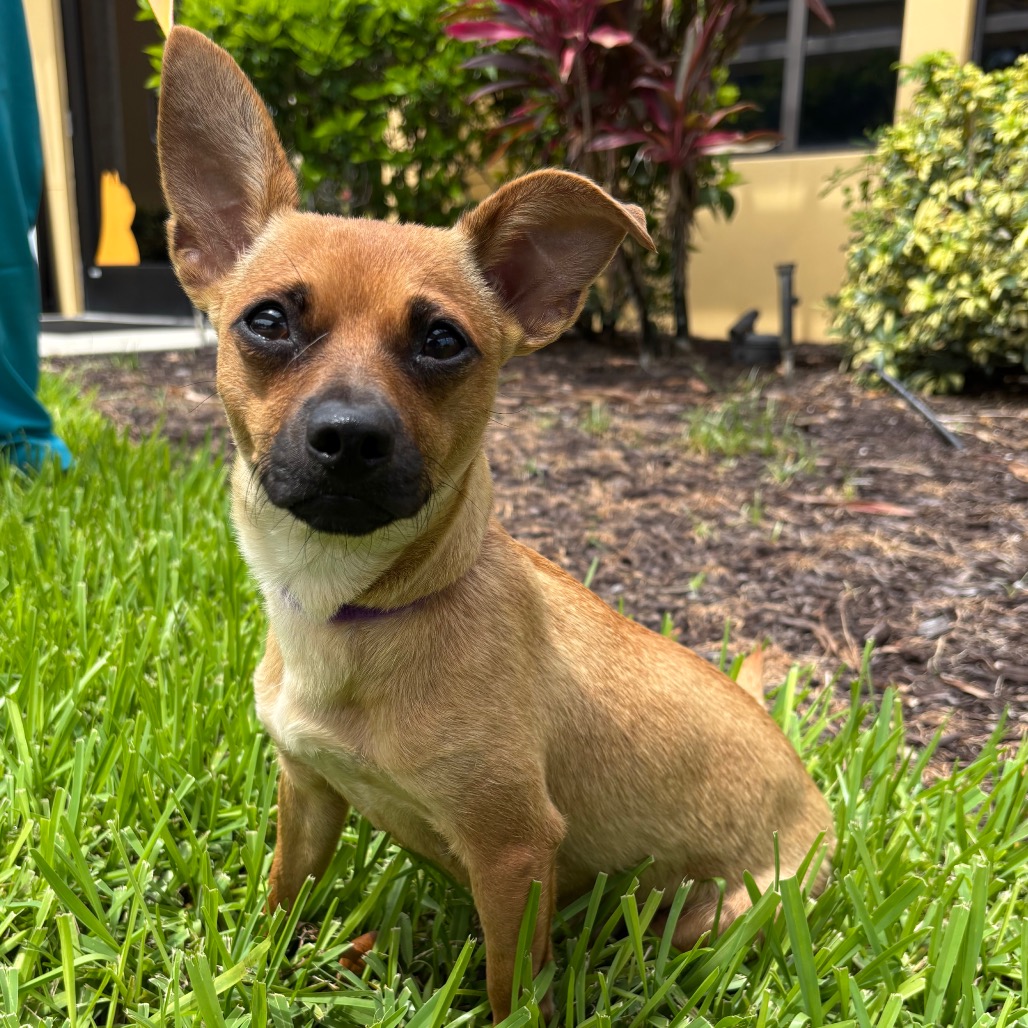 Shelter Stray Female Dog last seen , 3200 N Military Trl, West Palm Beach, FL 33409, USA