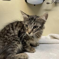 Shelter Stray Male Cat last seen , 361 S Raymond Ave, Pasadena, CA 91105, USA