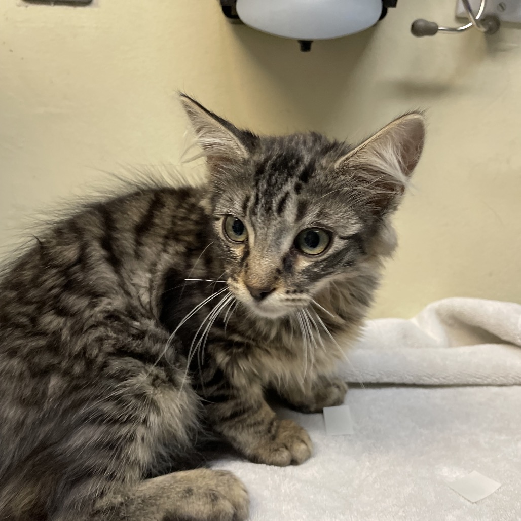 Shelter Stray Male Cat last seen , 361 S Raymond Ave, Pasadena, CA 91105, USA
