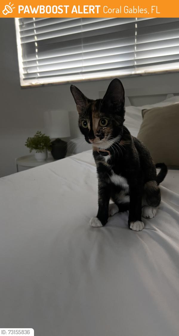 Found/Stray Unknown Cat last seen US1 and Orduna Drive next to Temple Judea, Coral Gables, FL 33146