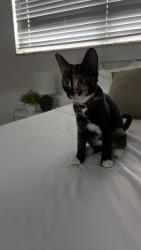 Found/Stray Unknown Cat last seen US1 and Orduna Drive next to Temple Judea, Coral Gables, FL 33146