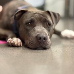 Shelter Stray Female Dog last seen , 1500 Idalia Rd NE, Bernalillo, NM 87004, USA