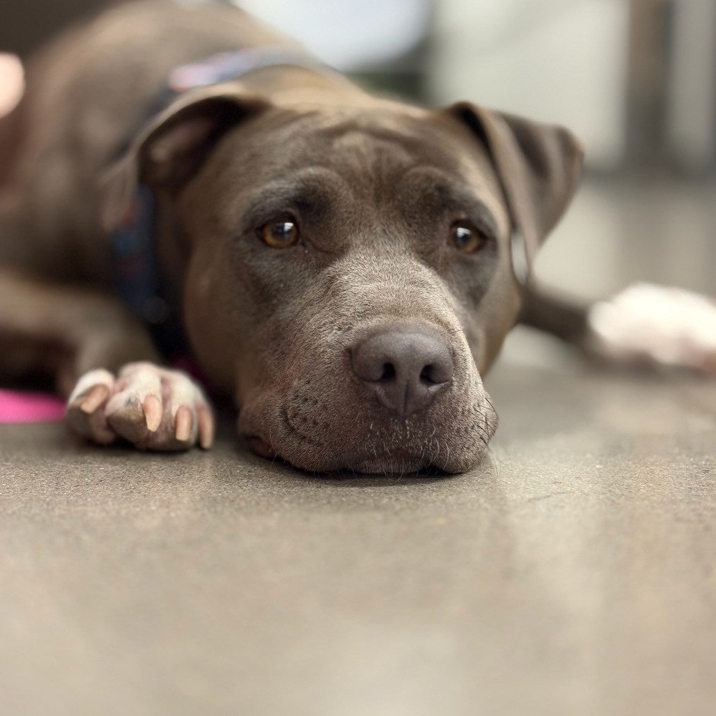 Shelter Stray Female Dog last seen , 1500 Idalia Rd NE, Bernalillo, NM 87004, USA