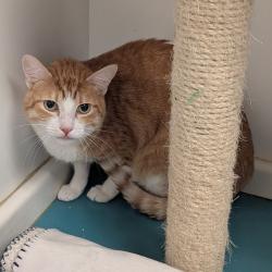 Shelter Stray Unknown Cat last seen , 361 S Raymond Ave, Pasadena, CA 91105, USA