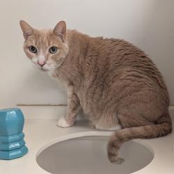 Shelter Stray Unknown Cat last seen , 361 S Raymond Ave, Pasadena, CA 91105, USA