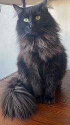 Lost Male Cat last seen Cottagewood lane, Mandan, ND 58554