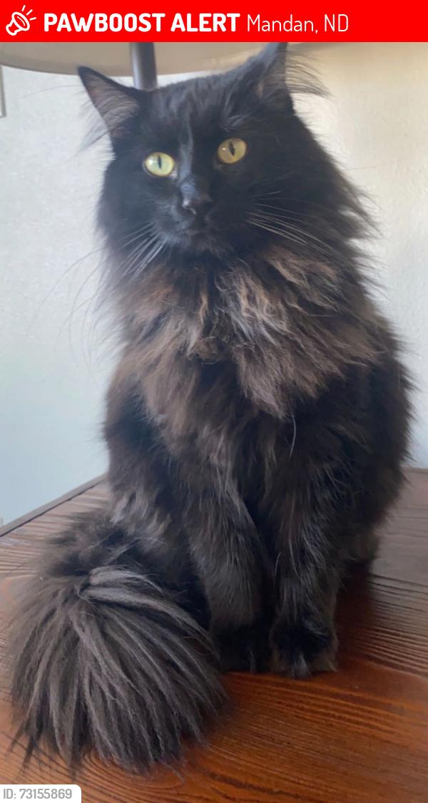Lost Male Cat last seen Cottagewood lane, Mandan, ND 58554