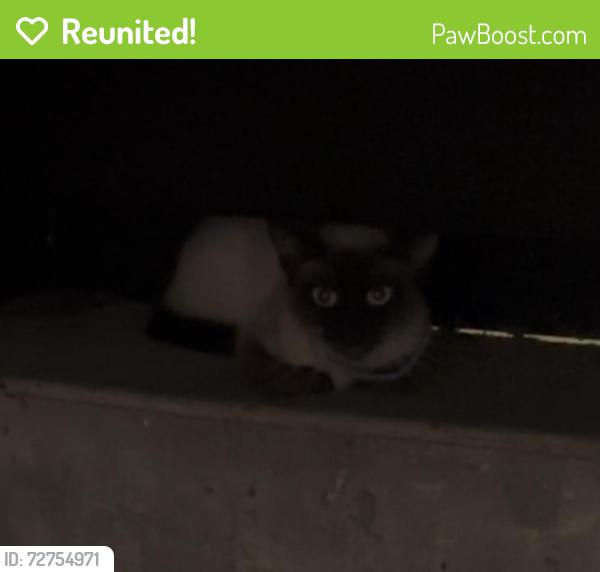 Reunited Unknown Cat last seen MAA Midtown Square apmts, Houston, TX 77002