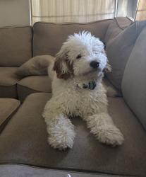 Reunited Male Dog last seen Cherry Hills and Ashley, Chandler, AZ 85249