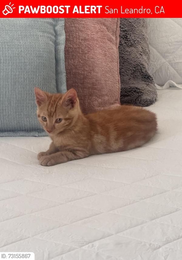 Lost Unknown Cat last seen Victoria, San Leandro, CA 94577