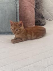 Lost Unknown Cat last seen Victoria, San Leandro, CA 94577