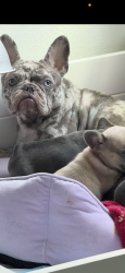 Lost Female Dog last seen Wilhurt and hale, Dallas, TX 75216