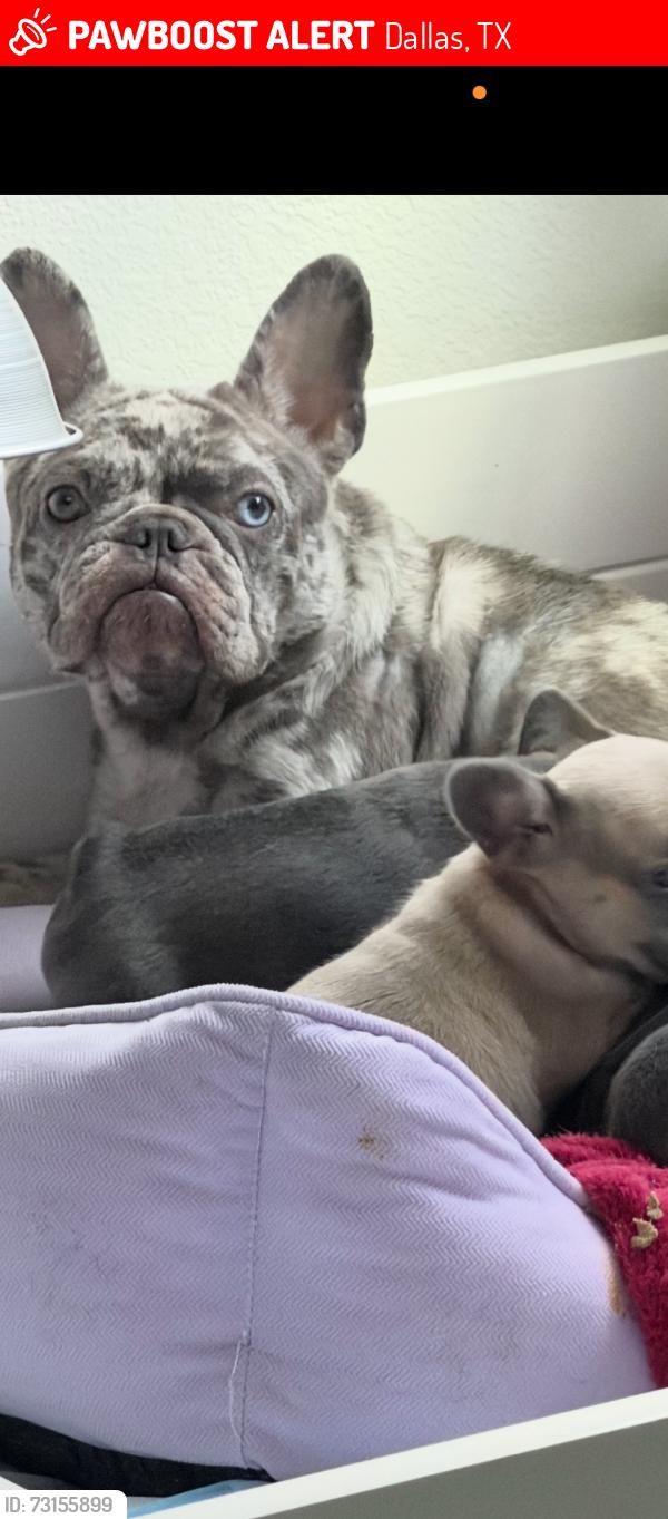 Lost Female Dog last seen Wilhurt and hale, Dallas, TX 75216