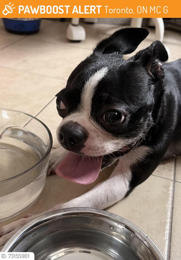 Found/Stray Male Dog last seen Woodbine & Cosburn, Toronto, ON M4C 4G1