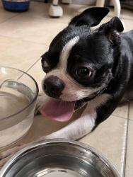 Found/Stray Male Dog last seen Woodbine & Cosburn, Toronto, ON M4C 4G1
