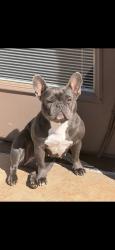 Reunited Female Dog last seen Near E Memorial Rd, Edmond, OK 73013, USA, Edmond, OK 73013