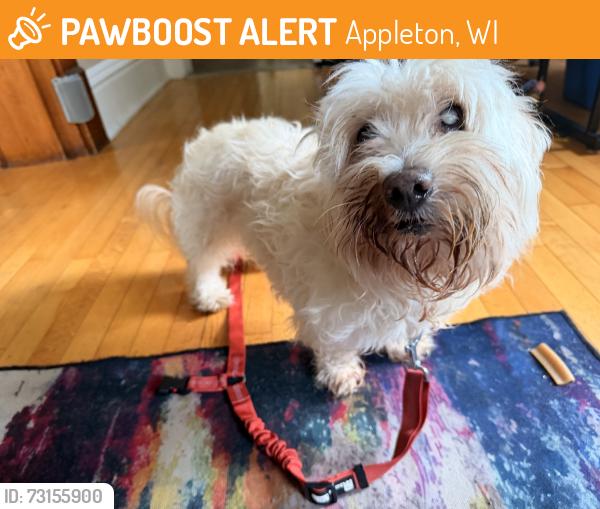 Found/Stray Male Dog last seen Pierce st one block off spencer, Appleton, WI 54914