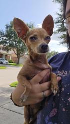 Reunited Female Dog last seen Kingsmill Neighborhood, Kingwood, TX 77339