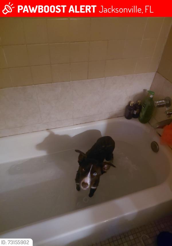 Lost Female Dog last seen Mill Creek apmts, Jacksonville, FL 32211