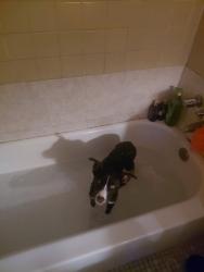 Lost Female Dog last seen Mill Creek apmts, Jacksonville, FL 32211