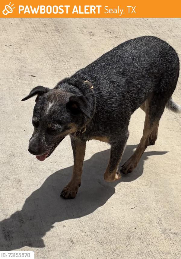 Found/Stray Female Dog last seen Circle street, Sealy, TX 77474