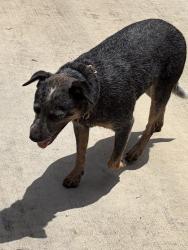 Found/Stray Female Dog last seen Circle street, Sealy, TX 77474