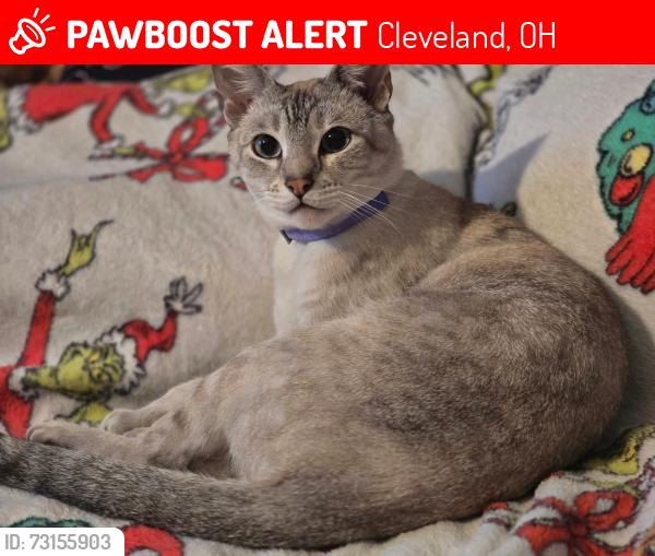 Lost Male Cat last seen 1st district police station, Cleveland, OH 44113