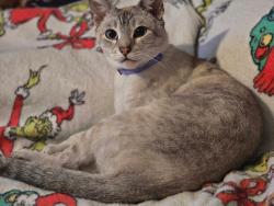 Lost Male Cat last seen 1st district police station, Cleveland, OH 44113