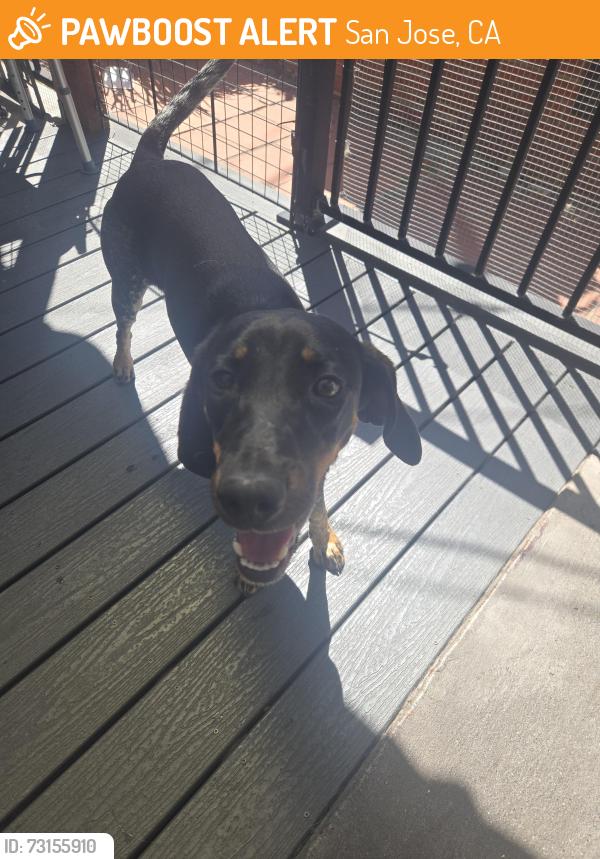 Found/Stray Female Dog last seen Ocala, MT. Pleasant high, San Jose, CA 95148