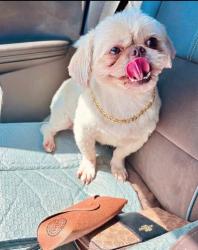 Reunited Male Dog last seen First irving church, Irving, TX 75060