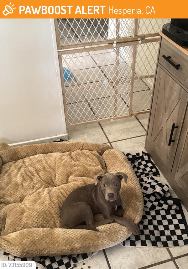 Found/Stray Female Dog last seen Main and I, Hesperia, CA 92340