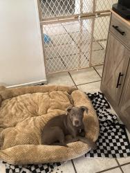 Found/Stray Female Dog last seen Main and I, Hesperia, CA 92340