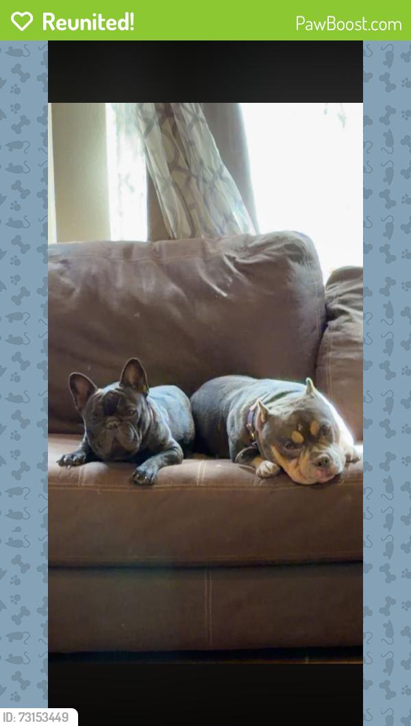 Reunited Male Dog last seen Osseo road and victory memorial, Minneapolis, MN 55412