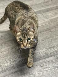 Lost Female Cat last seen White rd, San Jose, CA 95127