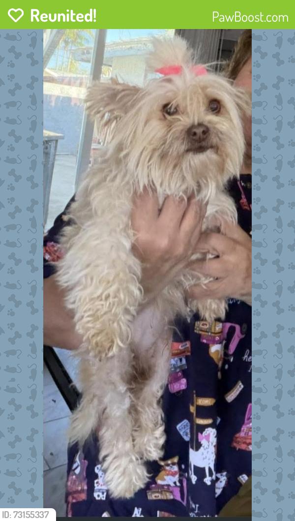 Reunited Female Dog last seen Main street& rancho road, corona, Corona, CA 92882