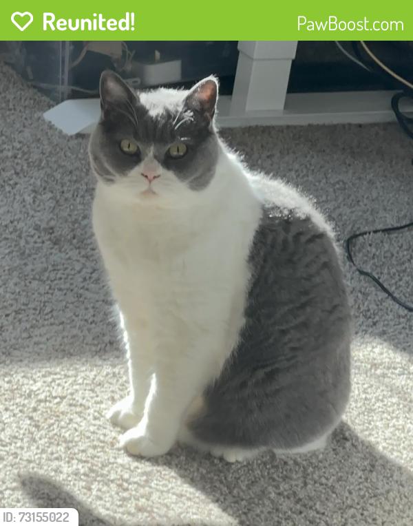 Reunited Female Cat last seen Near 43rd DR SE, 98208, Everett, WA 98208