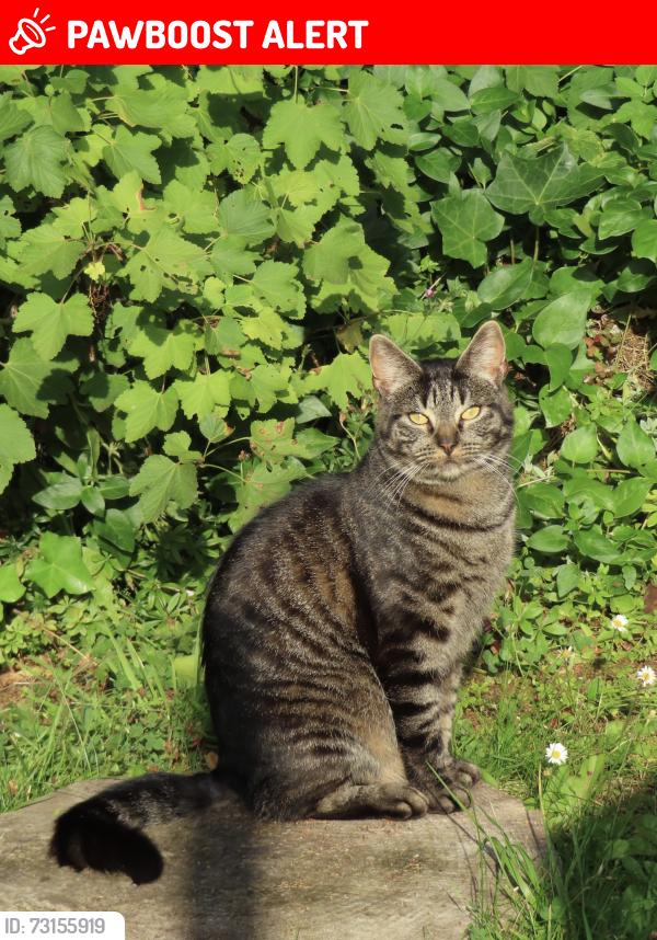 Lost Female Cat last seen Near potterhill road, Glasgow City, Scotland G53 5UX