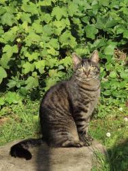 Lost Female Cat last seen Near potterhill road, Glasgow City, Scotland G53 5UX