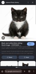 Lost Unknown Cat last seen Vape and chickenshop, Greater London, England CR4 3ND