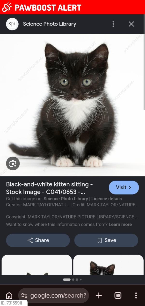 Lost Unknown Cat last seen Vape and chickenshop, Greater London, England CR4 3ND