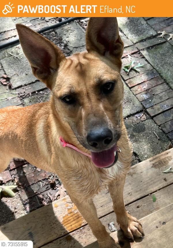 Found/Stray Female Dog last seen Harmony Church and Efland Cedar Grove roads, Efland, NC 27243