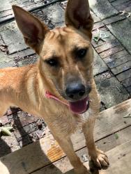 Found/Stray Female Dog last seen Harmony Church and Efland Cedar Grove roads, Efland, NC 27243