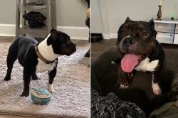 Lost Male Dog last seen Unsure, Jacksonville, FL 32255
