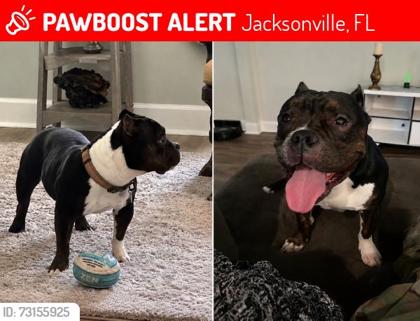 Lost Male Dog last seen Unsure, Jacksonville, FL 32255