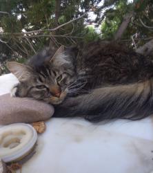 Lost Male Cat last seen Austin Bluffs Blvd. & Research Pkwy., Colorado Springs, CO 80920